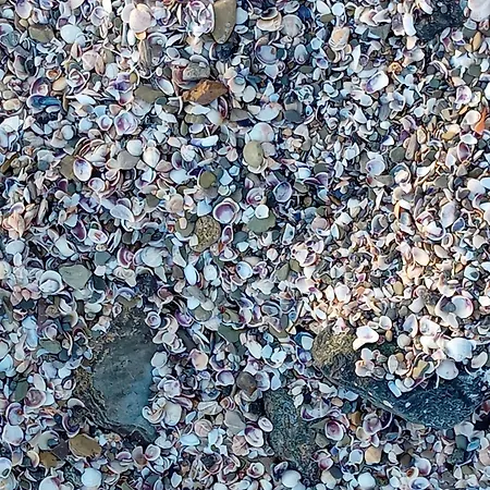 Sea Dreams Szveti Vlasz
